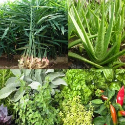 药用植物识别：家庭疗法、药草和叶子的功效、自然健康、植物科学